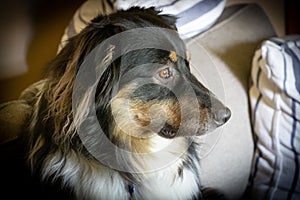 Closeup shot of an Australian Shephard near his bed