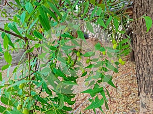 Closeup Shot Of Ayurvedic Medicine Neem Tree Fruits Photos