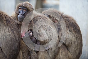 Closeup shot of a baby baboon drinking mild from its mother breast