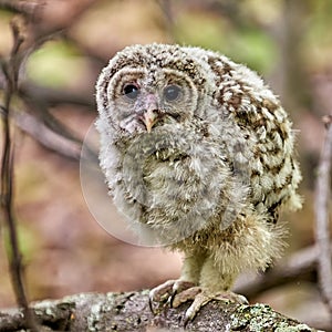 Closeup shot of a baby barred owl perched on a tree branch