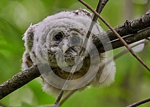 Closeup shot of a baby barred owl perched on a tree branch