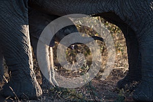 Closeup shot of a baby elephant hiding near her mother