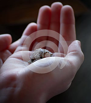 Closeup shot of a baby turtle in the palm of a pers