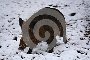 Closeup shot of baby wild boar wet and cold in the snow