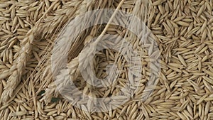 Closeup shot of background with many dried wheat grains, few ears of wheat falling down from above on the seeds. HDR