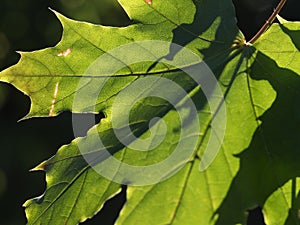 Closeup shot of a backlit plane tree leaf