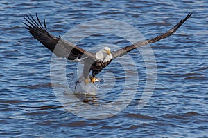 Closeup shot of a bald eagle flying over the water and trying to catch a fish