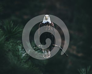 Closeup shot of bald eagle on a tree branch looking for its prey on a blurred background