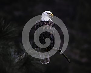 Closeup shot of bald eagle on a tree branch looking for its prey on a blurred background