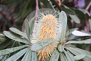 Closeup shot of a banksia flower