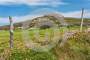 Closeup shot of barbed wires in a field