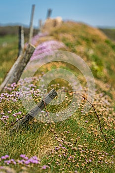 Closeup shot of barbed wires in a field