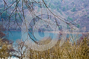 Closeup shot of the bare branches of a tree with a blurry natural background