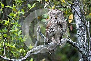 Closeup shot of a Barred owl standing on a tree branch with blurred background of a forest