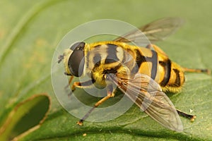 Closeup shot of a Batman hoverfly standing on the green leaf, Myathropa florea