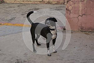 Closeup shot of a bautiful black borador dog standing in the yard