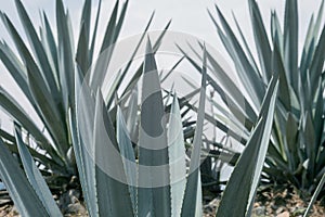 Closeup shot of a beauti Agaves Tequila plants in Mexico in an agricultural field
