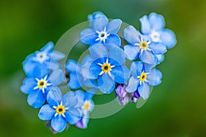 Closeup shot of the beautiful Alpine forget-me-not blue flowers