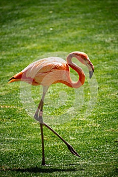 Closeup shot of a beautiful American flamingo walking on the green grass in the daylight