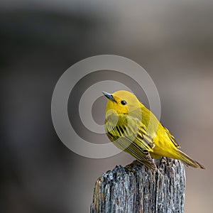 Closeup shot of a beautiful American yellow warbler (Setophaga petechia) on the blurred background