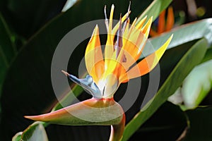 Closeup shot of a beautiful Bird of paradise flower in blossom