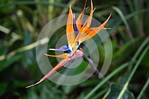 Closeup shot of beautiful Bird of paradise flower isolated on a blurred natural background
