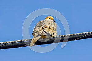 Closeup shot of a beautiful bird perched on a powerline