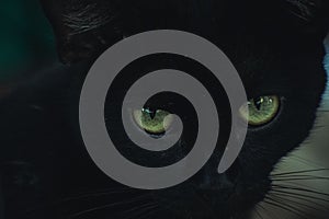 Closeup shot of a beautiful black cat with green eyes