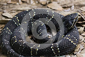 Closeup shot of a beautiful black Mexican moccasin pit viper