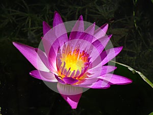 Closeup shot of a beautiful bloomed pink lotus with a dark blurry background