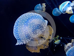 Closeup shot of a beautiful blue fish under water with small jelly fishes background