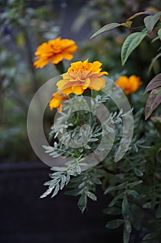 Closeup shot of a beautiful bright blooming marigold flower in a lush garden