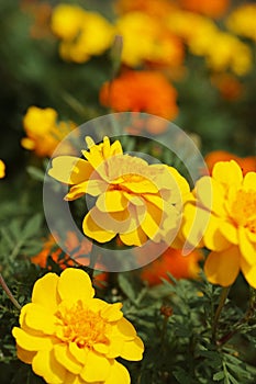 Closeup shot of beautiful bright blooming yellow marigold flowers in a lush garden