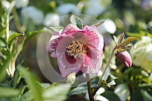 Closeup shot of a beautiful bright pink blooming hellebores flower in a lush garden