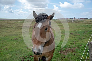 Closeup shot of a beautiful brown horse with a white spot in a field