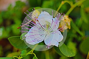Closeup shot of a beautiful caper flower on a blurred background