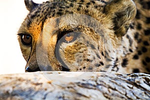 Closeup shot of a beautiful cheetah gazing intently over a rocky wall