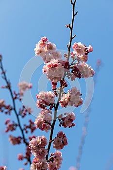 Closeup shot of beautiful cherry blossom flowers on a tree branch in springtime