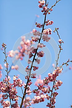 Closeup shot of beautiful cherry blossom flowers on a tree branch in springtime