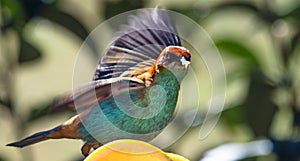 Closeup shot of a beautiful chestnut-backed tanager bird (Tangara preciosa) photo