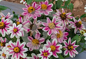 Closeup shot of beautiful Common-Zinnia flowers in the field, beautiful background.