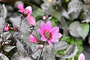 Closeup shot of beautiful dahlia in its blossom