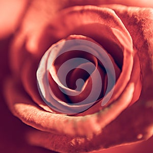 Closeup shot of a beautiful dark pink rose