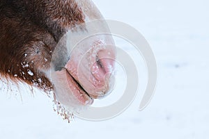 Closeup shot of a beautiful domestic horse's mouth and nostrils in a forest covered in snow