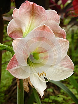 Closeup shot of a beautiful Dutch Amaryllis under the sunlight
