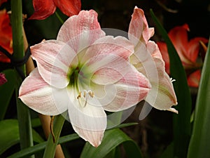 Closeup shot of a beautiful Dutch Amaryllis under the sunlight