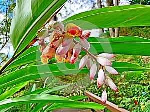 Closeup shot of a beautiful Elettaria Cardamomum flower on the blurred background