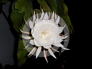 Closeup shot of beautiful Epiphyllum oxypetalum flower on a dark background photo