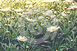 Closeup shot of a beautiful field of daisy flowers on a blurred background