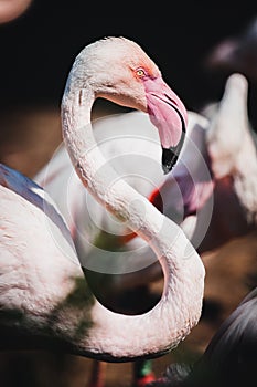 Closeup shot of a beautiful flamingo